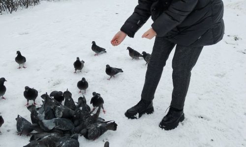 Участие в областной экологической акции «Покорми птиц зимой»